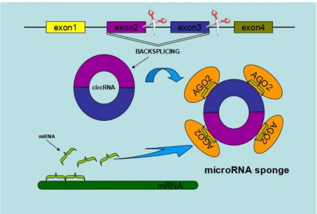 Figure 3: Schematic diagram of circRNAs functioning as miRNA sponges or competing endogenous RNAs.
