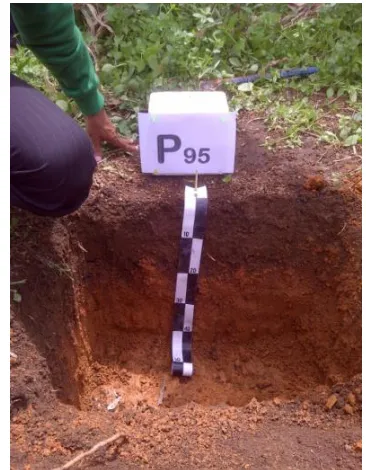 Fig. 3.  Soil profile at observational data P.93 