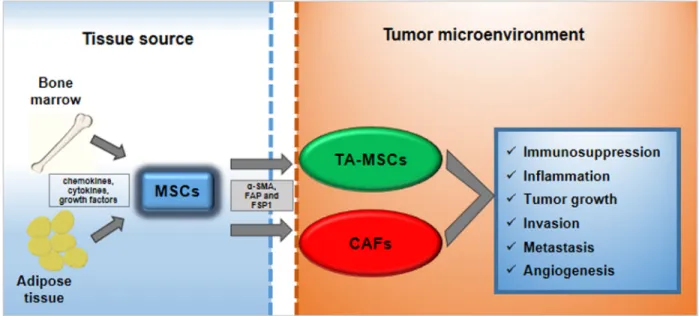 Figure 1:  MSCs trans-differentiation into tumor microenvironment.  MSCs deriving from bone marrow or from adipose tissue  can be recruited to tumor microenvironment in response to multiple signals: chemokines, cytokines and growth factors