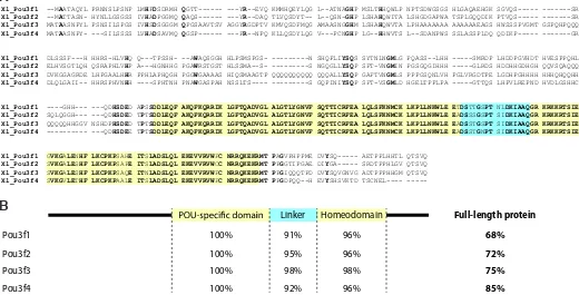 Fig. 1. Sequence analysis of vertebrate Pou3f proteins. (A) Sequence alignments of the Xenopus laevis (Xl) Pou3f1, Pou3f2, Pou3f3, and Pou3f4 proteins