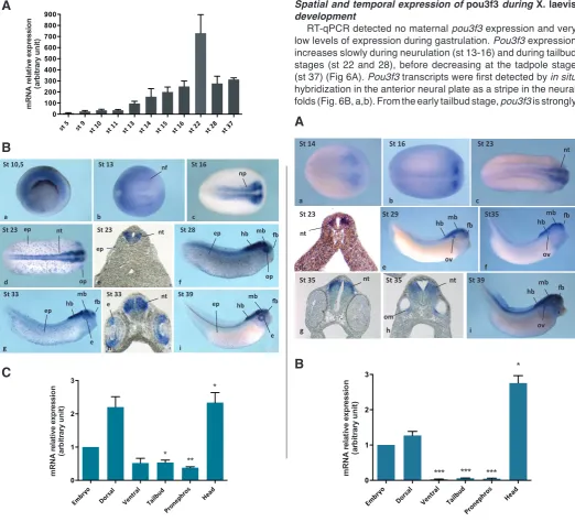Fig. 4 (left). Spatio-temporal expression of pou3f1dissected either into ventral and dorsal halves or into tailbud, pronephros and head