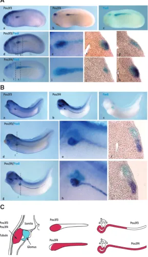 Fig. 8. Differential pronephric expression of pouf3 and pou3f4 in Xenopus laevis. Whole mount in situ hybridization analysis of pronephric expression of pou3f3 and pou3f4 (dark blue) compared to pax8 (light blue) in tailbud-stage embryos (stage 25) (A) and