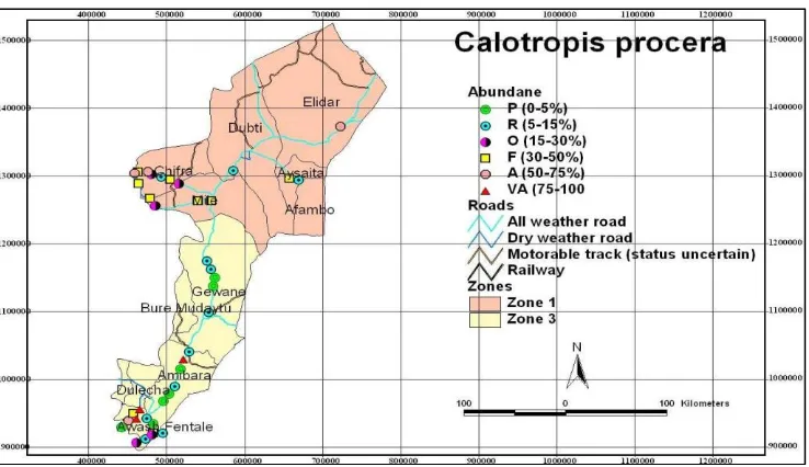 Figure 10. Abundance of C. procera in Zone 1 and 3 of the Afar Region (P-Present; R-Rare; O-