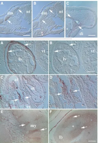 Fig. 2 (left). MXRA5 transcripts were noted at several sites in trunk and limb of the HH24/25 embryo