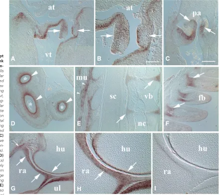 Fig. 5. MXRA5 transcript 