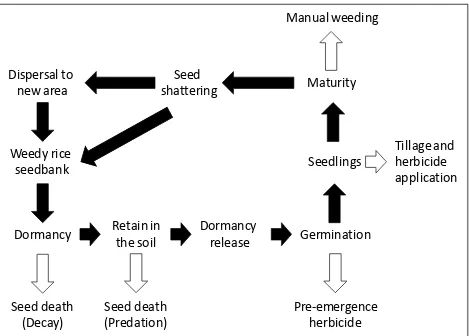 Figure 1. Weedy rice fate in rice agro-ecosystems. The weed survival cycle to escape for successive seasons is presented by black arrows