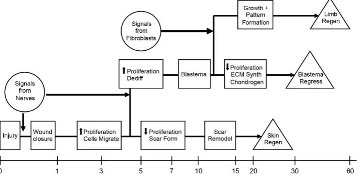 Fig. 1. Regeneration is a step-wise process. In response to injury, a skin wound in an axolotl either regenerates the skin, or forms a blastema that may or not progress to form a new limb