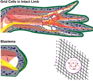 Fig. 2. Positional information grid cells control pattern formation. The positional information grid is composed of cells (blue) that are arrayed in a two-dimensional sheet throughout the loose connective tissues under the epidermis (green) and around inte