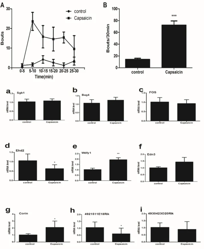 Figure 7: (upper) Bouts directed toward the site of injection of capsaicin (40μg/50 μl) into the nape of the neck