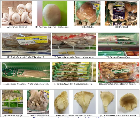 Fig. 3: Imported mushrooms from markets of Abha and Riyadh. 