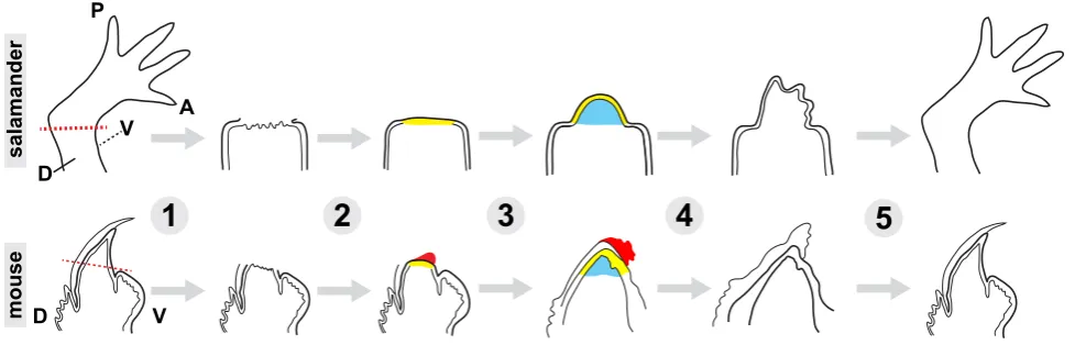Fig. 1. Overview of events during salamander limb regeneration and mouse digit tip regeneration