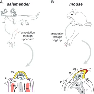 Fig. 2. Comparative anatomy of blastema in salamander and mouse. (A) In axolotl, am-putation at the mid-humerus level produces a mid-bud-sized blastema (bl, blue cells) within 7-23 days post-amputation, depending upon animal size