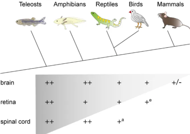 Fig. 1 Regenerative potential of the central ner-vous system differs across vertebrate classes
