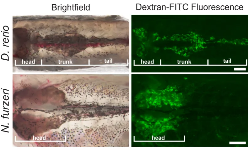 Fig. 1. Organization of  the mammalian kidney and nephron. (A) Fluorescent image of a two-month-old mouse kidney (Rosa26-flTomatofl-EGFP(B6);Pod-cre) where glomeruli are labeled in green and all other structures remain red
