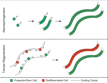 Fig. 3. Visualization of kidney regeneration models. Neonephrogenesis is defined as the formation of tubules from a resident progenitor/stem cell