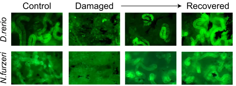 Fig. 4. Kidney regeneration ki-netics in fish. Example pictures of Dextran uptake in control, dam-aged and recovering animals
