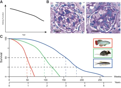 Fig. 5. Age-dependent changes in the kidney. (A) Human kidney function reduces with age as seen in (Davies and Shock, 1950)