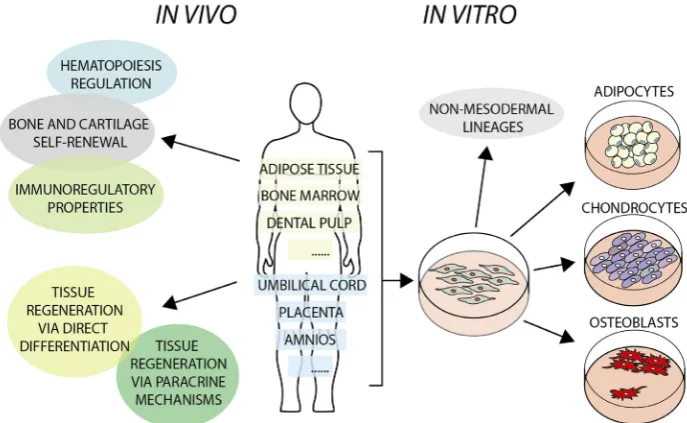 Fig. 1. In vivo and in vitro characteristics of mesenchymal stem cells (MSCs). MSCs can be isolated from tissues of both adults and children, as well as from extra-embryonic tissues