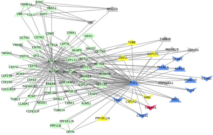 Figure 7: Visual representation of the “Regulation of PLK1 activity at G2/M transition” REACTOME pathway,  annotated  with  genomic,  transcriptomic  and  functional  data  specific  to  patient  PCB151