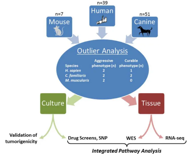 Figure 1: Graphical abstract.