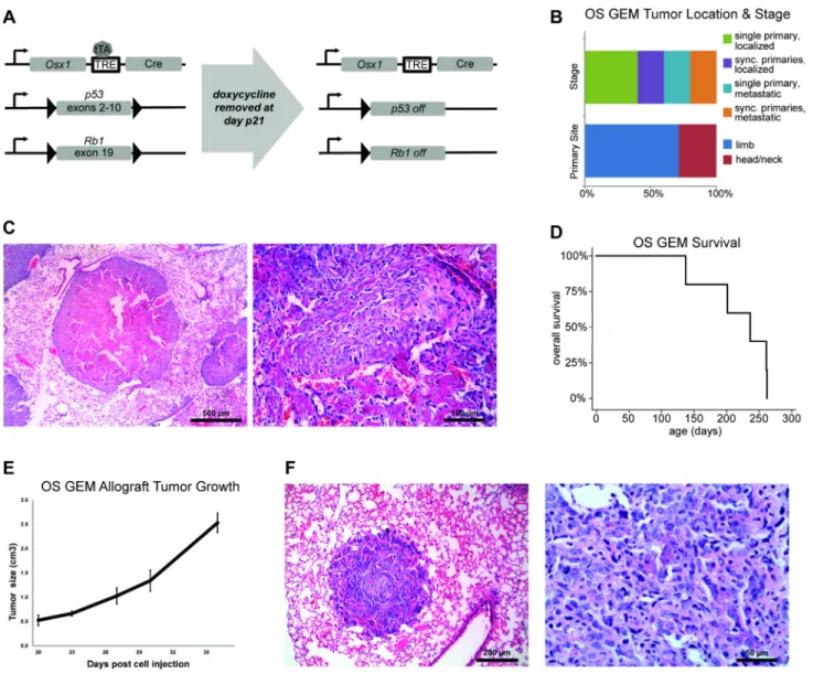 Figure 2: Genetically engineered mouse model of osteoblastic osteosarcoma (OS GEM). (A) Overview of conditional  mouse model