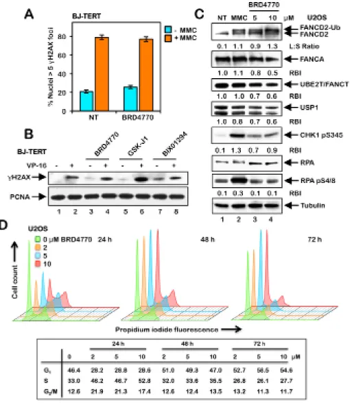 Figure 3: BRD4770-induced activation of the FA pathway does not occur via the direct induction of DNA damage  or altered cell cycle progression
