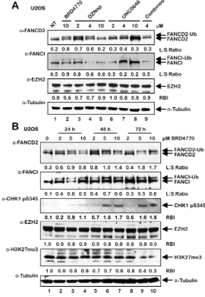 Figure 4: BRD4770-induced activation of the FA pathway may occur via inhibition of the PRC2 complex