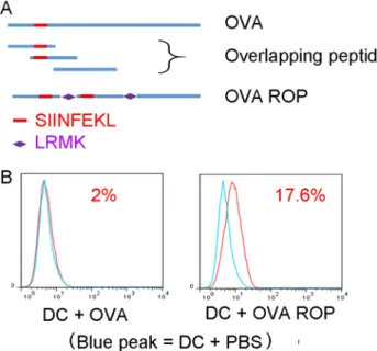 Figure 1: Presentation of ROP-OVA on MHC class 1 molecules.  (A) Recombinant overlapping peptides derived from native 
