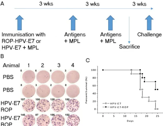 Figure 4: Immunization with ROP-HPV increases survival times in a mouse tumour model.  (A) Experimental timeline
