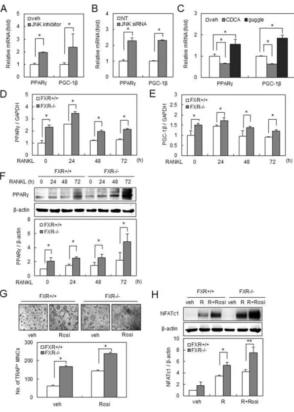 Figure 3: FXR deficiency up-regulates PPARγ and PGC-1β expression via downregulation of JNK