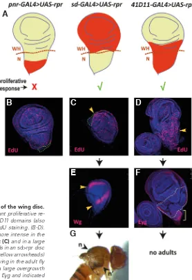 Fig. 2. Differential cell proliferation responses of different regions of the wing disc