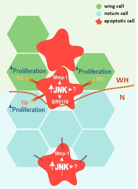 Fig. 3. Model for differences in Jun N-terminal kinase (JNK) signal-ling caused by apoptotic cells in wing and notum