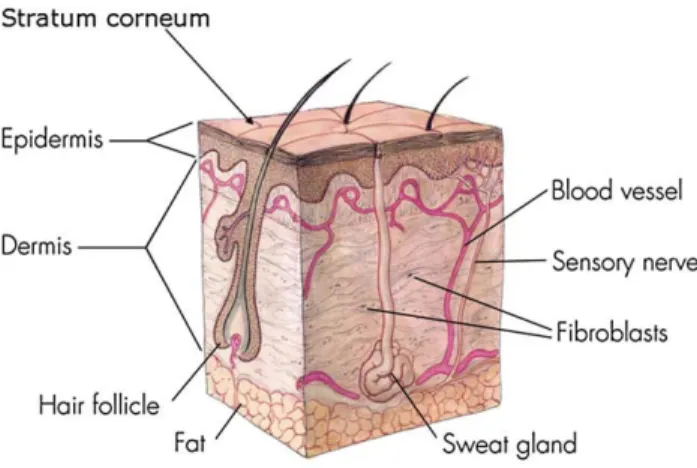 Fig 1. Skin structures. A cross-section of the skin shows the structures responsible for the functions.
