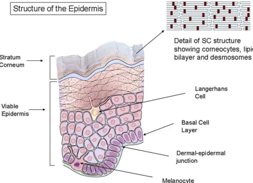 Fig 2. Structure of the epidermis. The SC is the main barrier to water loss and penetration by outside agents.