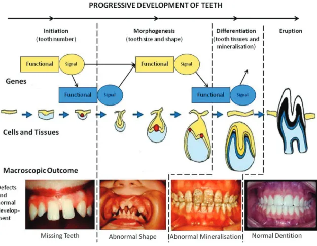 Figure 1. The multilayered developmental process of tooth formation.