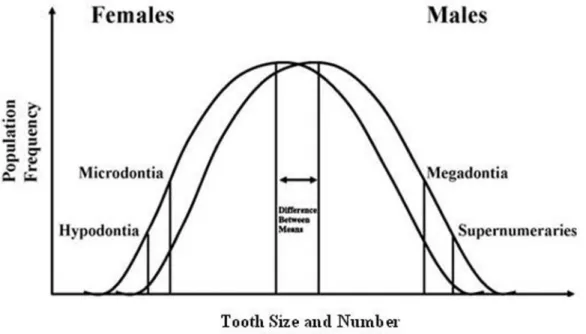 Figure 2. The threshold model of Brook (1984), based on the different normal distributions of females and males for tooth  size, with thresholds determining the dental anomalies of number and size.