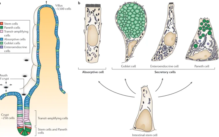Figure 1 | The distribution of epithelial cell types in the mammalian small intestine