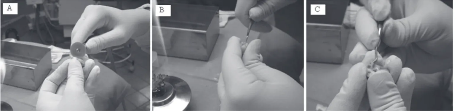 Fig. 1. Permanent tooth immediately after extraction, manipulated with sterile gloves and close to a burning flame