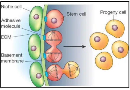 Figure 2 : Stem cells and niche: Niche cells (green) underlie a basement membrane signal to stem cells (red)  to regulate differentiation and self-renewal