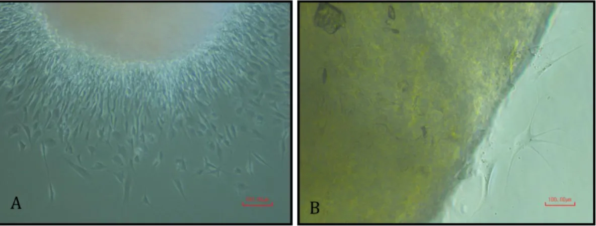Figure  8 :  Migration  of  neural  crest-derived  DPSCs.  A)  Migration  of  neural  crest-derived  DPSCs  can  be  observed only on fibronectin coated wells starting as early as 3 days  after culturing, 10x