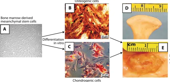 Figure 2. Tissue engineering of the synovial joint condyle from mesenchymal stem cells
