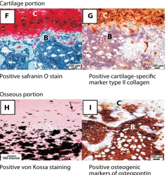 Figure 3. Histology of the tissue engineered articular condyle 