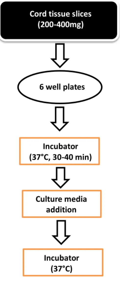 Fig. 3.5 High Level Process Map of tissue explant sub-process. 