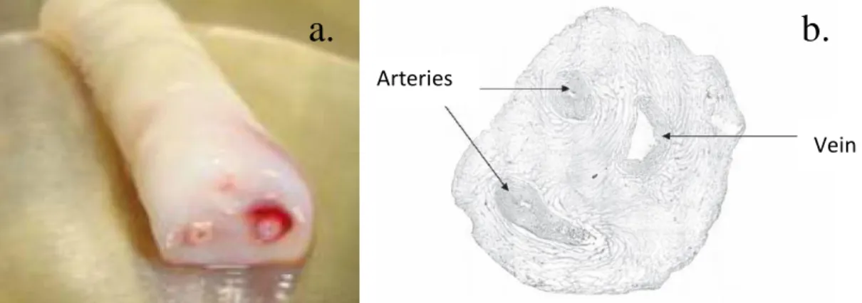 Fig. 1.1 (a) Umbilical Cord Sample; (b) Cross-section of an umbilical cord displaying the two  arteries (left) and vein (right), which has a larger lumen