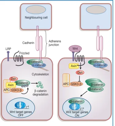 Figure 1 The canonical Wnt signalling pathway. In the absence of Wnt signalling (left panel), b -catenin is in a complex with axin, APC and GSK3- b , and gets phosphorylated and targeted for degradation