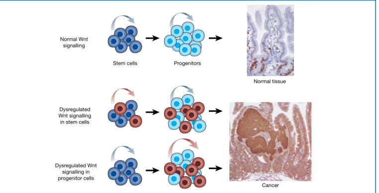 Figure 6 Normal Wnt signalling influences the proliferation and renewal of stem cells (dark blue) or progenitors (light blue) during development of a variety of tissues.