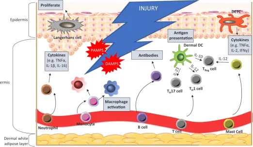 Fig. 3. Inflammatory response to injury. During injury, resident skin cells, including keratinocytes, macrophages, and dendritic cells, are exposed to danger signals from host cells, DAMPs (damage associated molecular patterns), invading microorganisms and