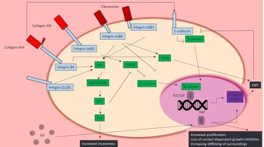 Fig. 5. Deregulated signalling influences skin cancer progression. Components of the extracellular matrix (ECM), such as collagens and fibronec-tin, interact with cell surface integrins and cadherins