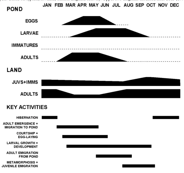 Figure 2: The newt year 