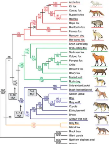 Fig. 2 and 3 show two biological hierarchical  models in order to exemplify this idea